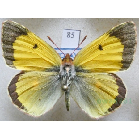 Colias croceus (Geoffroy, 1785) male Szlaczkoń sylwetnik Czech85